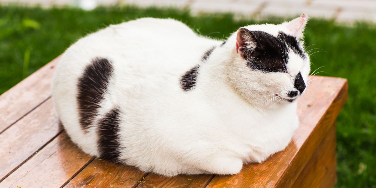 Imagen de un gato cómodamente sentado en la posición de “pan”, mostrando su postura relajada y compacta.