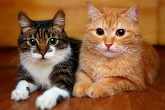 Un estudio demuestra que los gatos pueden reconocer los nombres de otros gatos