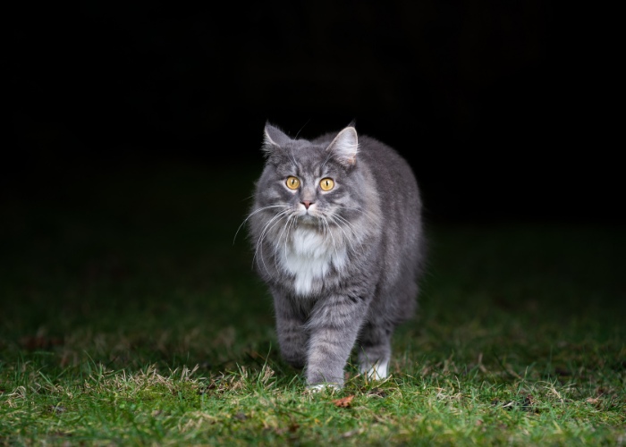 Un gato caminando afuera por la noche, iluminado por la luz de la luna.