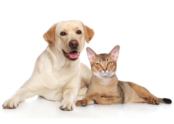 Un gato compartiendo espacio con confianza con un perro, demostrando una relación cómoda y amistosa entre los dos animales.