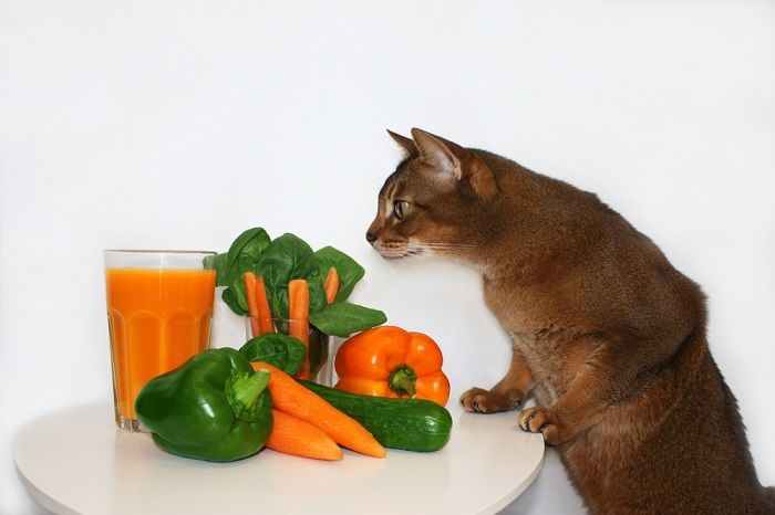 Escena colorida que muestra un gato junto a una naranja y un manojo de espinacas.