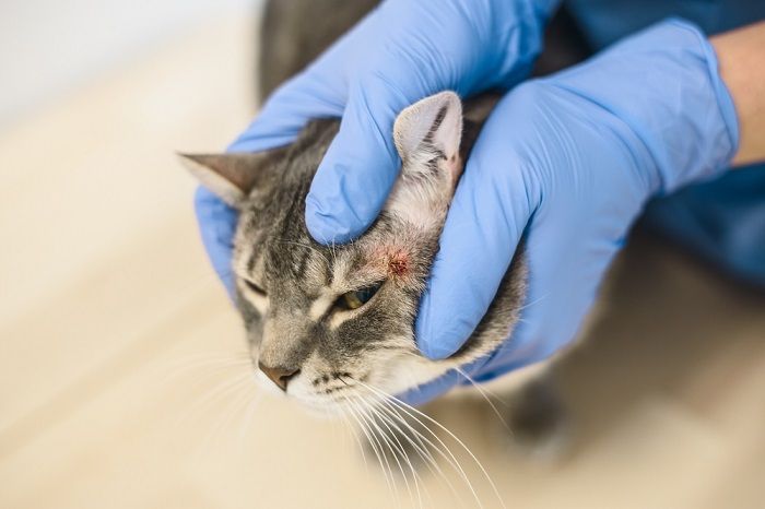 alergia a la comida para gatos