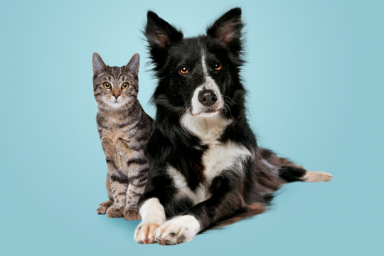 ¿Los gatos son más inteligentes que los perros? Los científicos finalmente tienen la respuesta