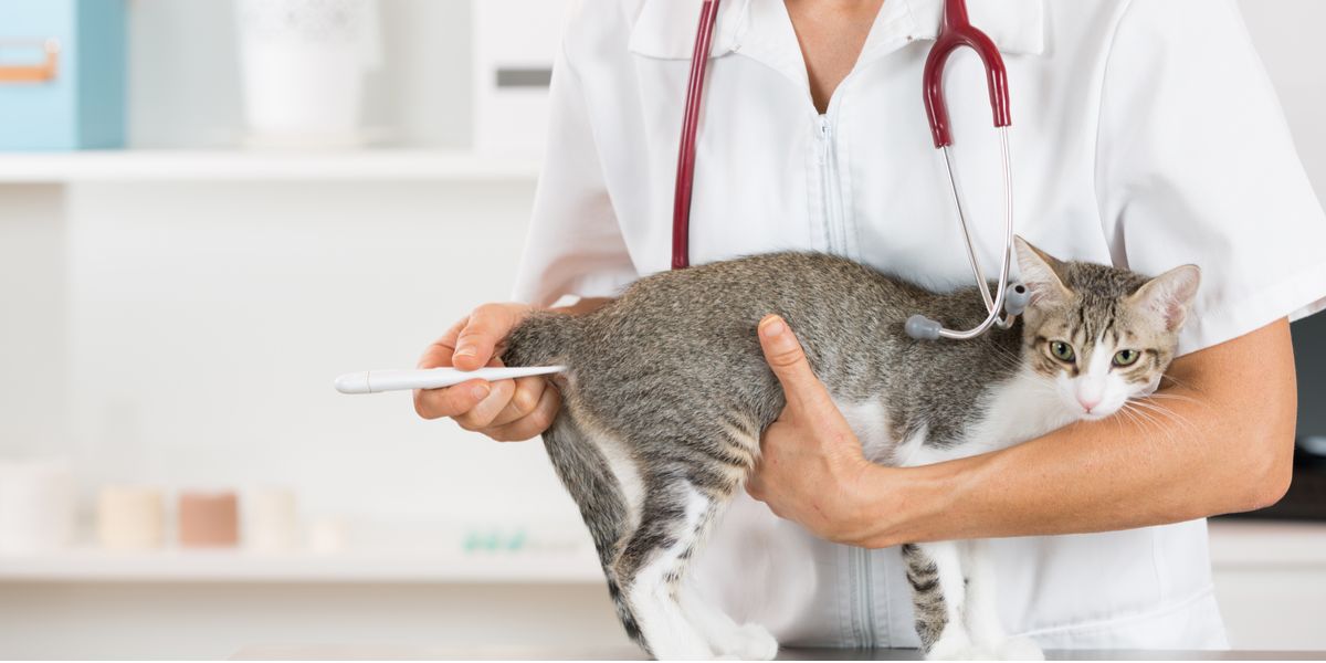 Una persona controla la temperatura de un gato, como parte de un examen veterinario.