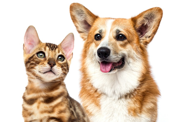 Un corgi y un gatito interactúan de forma juguetona, ejemplificando una adorable amistad entre especies y un alegre compañerismo.