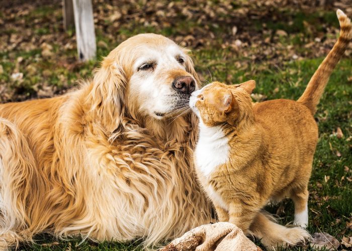 Adorable imagen que representa a un lindo gato y un perro saludándose con curiosidad y amabilidad.