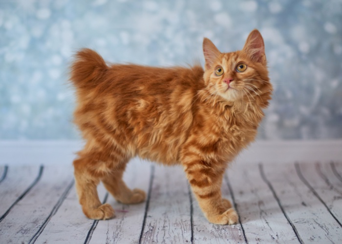 Raza de gato sin cola Gato Bobtail Americano