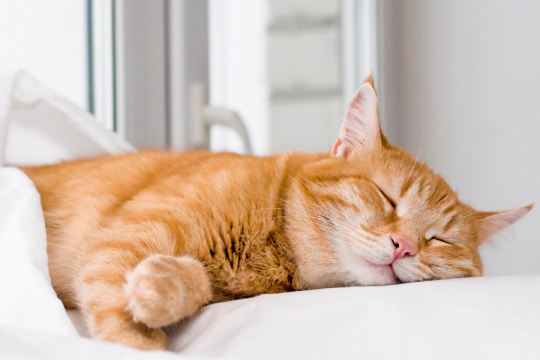 ¿Los gatos sueñan? La ciencia tiene la respuesta
