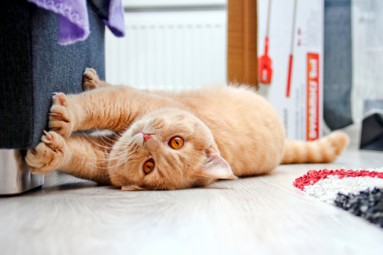 ¿Cómo evitar que los gatos arañen los muebles?