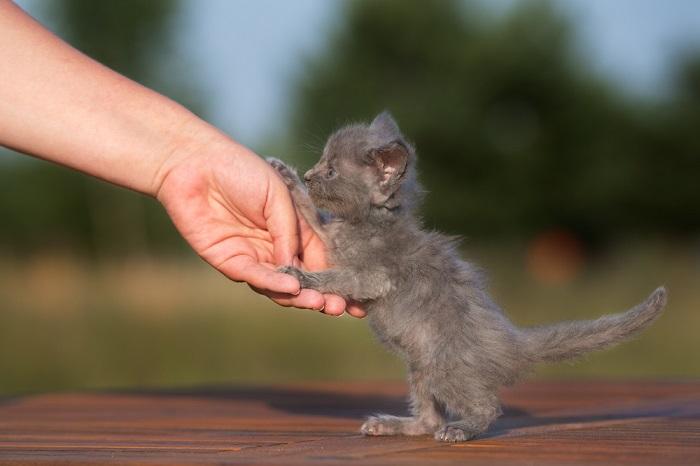 Adorable gatito gris capturado en un momento espontáneo, irradiando curiosidad e inocencia juvenil a través de su expresión encantadora y postura juguetona.