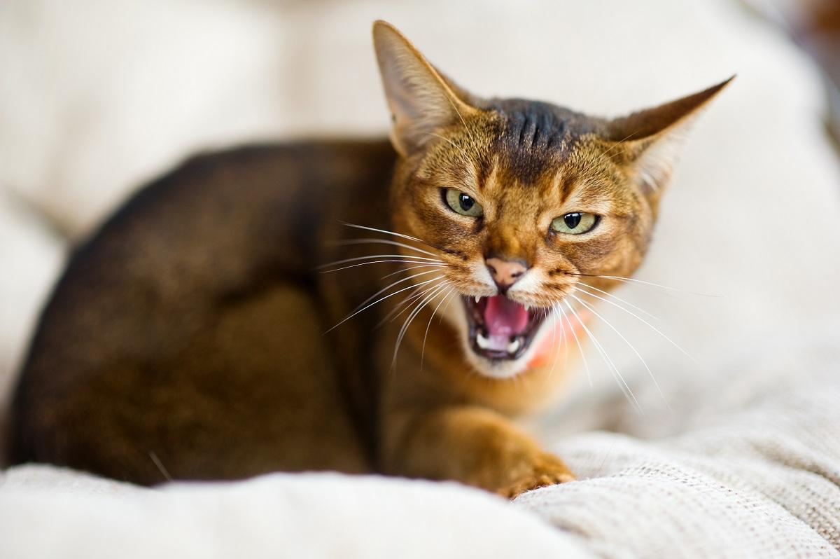 Una imagen intensa que representa a un gato en postura defensiva, emitiendo un sonido de gruñido.