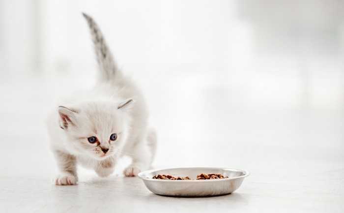 Gatito jugando alrededor de un cuenco.