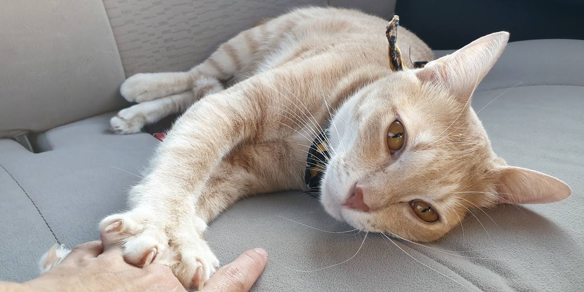 La imagen captura el comportamiento tranquilizador e instintivo de un gato amasando, a menudo asociado con la comodidad y la relajación.