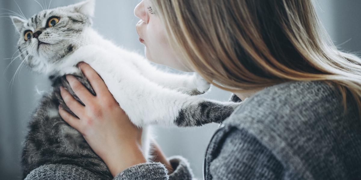 Imagen de un gato menos cariñoso, que exhibe un comportamiento más reservado y resalta la amplia gama de personalidades que se encuentran entre los compañeros felinos.