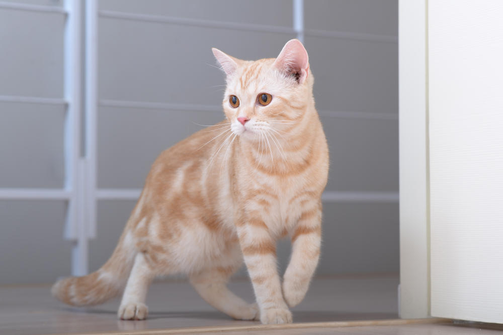 gato americano de pelo corto de color naranja