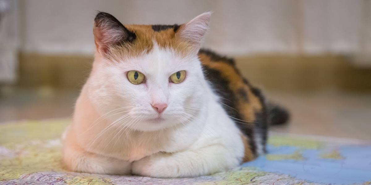 Retrato de un gato de aspecto serio, que muestra una expresión intensa y concentrada, con la mirada fija hacia delante.