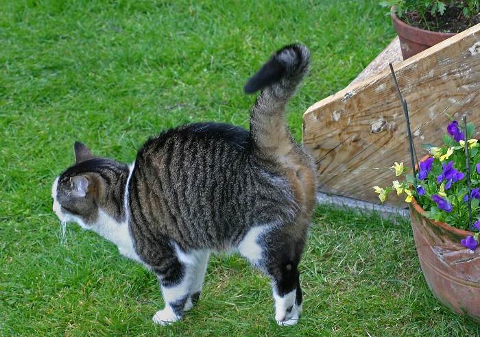 Un gato atigrado marcando su territorio rociando flores.