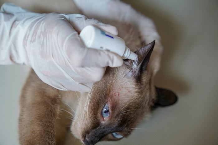 Tratamiento para problemas de oídos en felinos, destacando la importancia de abordar y controlar los problemas de oídos de los gatos con el cuidado adecuado.