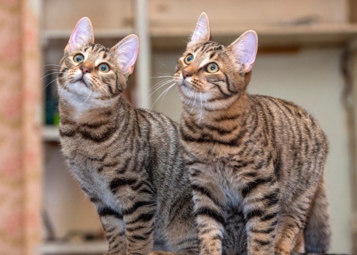 Encantadora instantánea de dos lindos gatos juntos, irradiando compañerismo y camaradería, capturando la esencia conmovedora de la amistad felina.