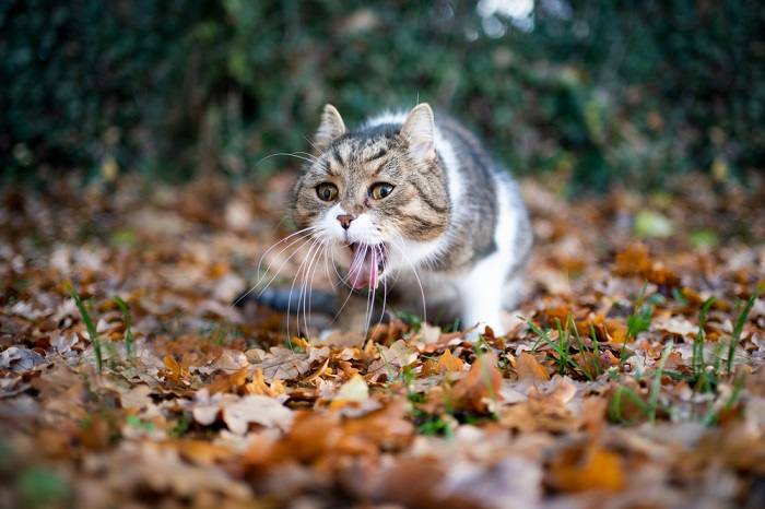 Fotografía de un gato en medio del vómito, lo que indica un posible malestar estomacal o malestar digestivo.