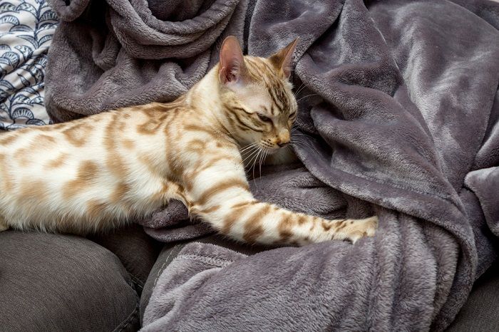 Imagen que muestra a un gato realizando una actividad de amasado, comúnmente conocida como "hacer galletas".