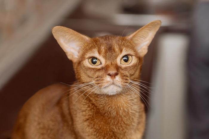 Imagen de un gato abisinio, una raza conocida por su pelaje elegante y moteado, sentado alerta y mostrando su apariencia llamativa y ágil.