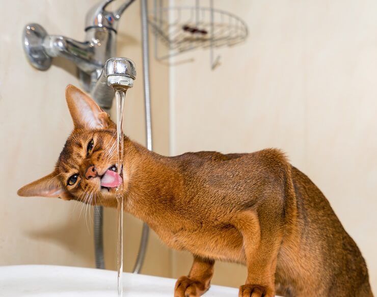 Gato abisinio bebiendo agua del grifo