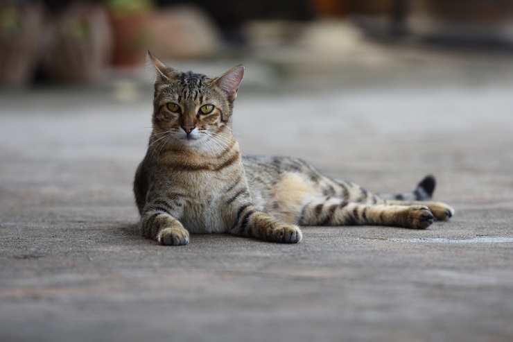 Imagen con nombres de gatas africanas, que ofrece opciones de nombres inspirados en la cultura para su compañero felino