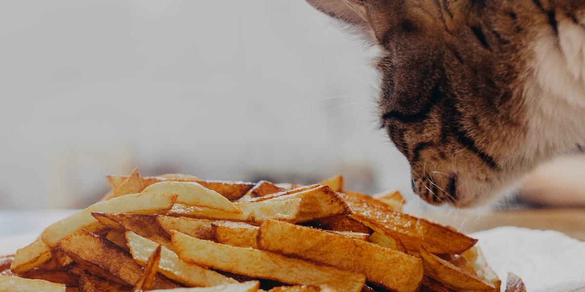 Imagen que captura a un gato en el acto de oler papas fritas, mostrando la curiosa exploración del felino de la comida humana.