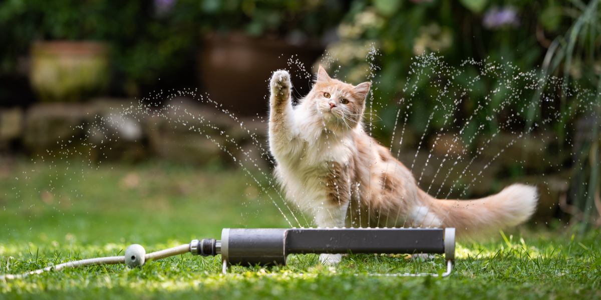 Imagen de varias razas de gatos que disfrutan del agua, mostrando su naturaleza juguetona y aventurera en una escena de grupo atractiva y cautivadora.