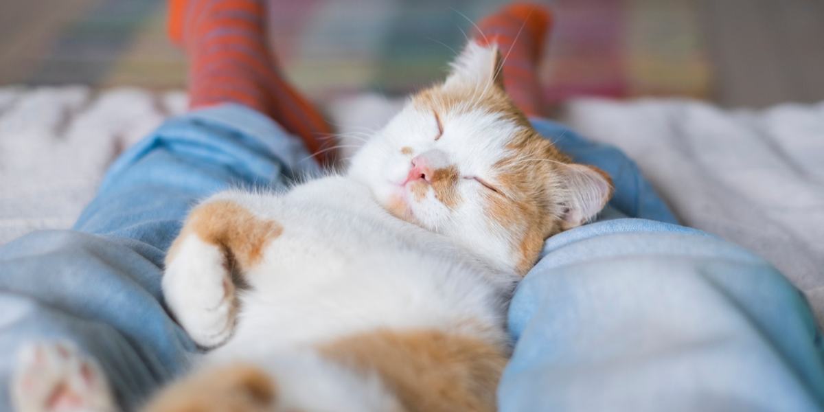 Acogedora escena de un gato acurrucado pacíficamente entre las piernas de alguien mientras está acostado, disfrutando de una siesta cómoda e íntima juntos.