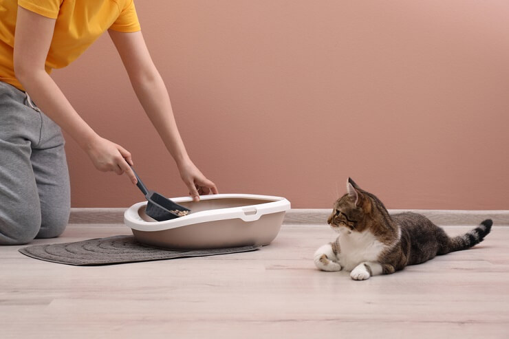 Una imagen que muestra a un gato en el acto de eliminar desechos en el suelo, en lugar de en una caja de arena.