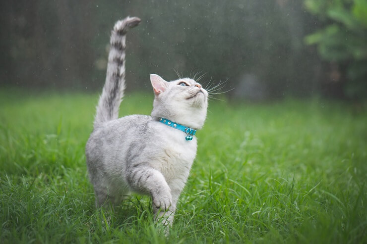 gato caminando en la hierba verde