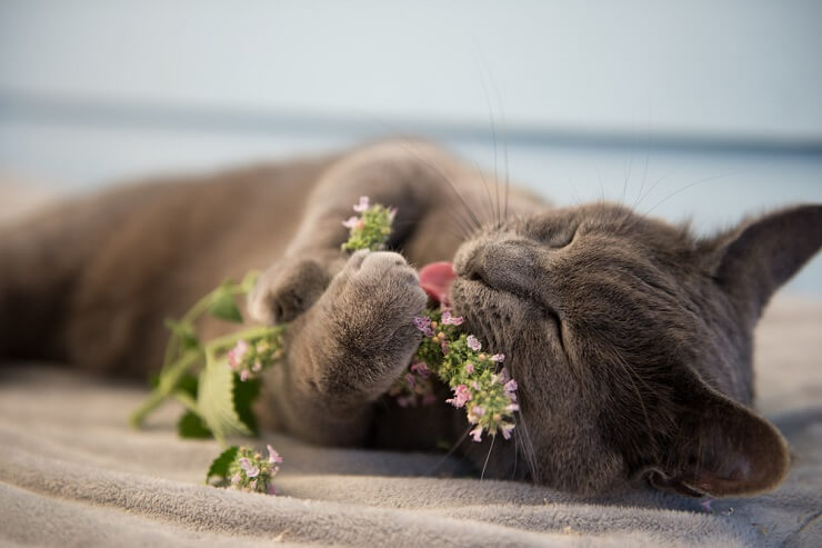 Gato en un momento de pura felicidad mientras disfruta de la hierba gatera.