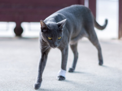 Image illustrating a playful scenario where cats pretend to limp, possibly for sympathy or attention, showcasing their clever and sometimes humorous behaviors.