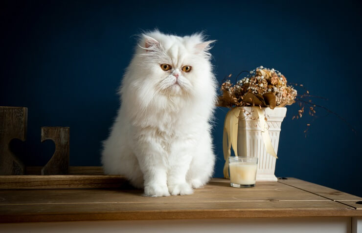 Imagen que captura a gatos participando en su hábito lúdico de tirar cosas de una mesa, lo que demuestra su naturaleza curiosa y a veces traviesa.