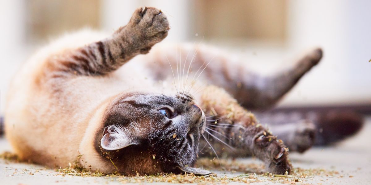 Gatos revolcándose en la tierra, abrazando su inclinación natural a acicalarse y marcar comportamientos.