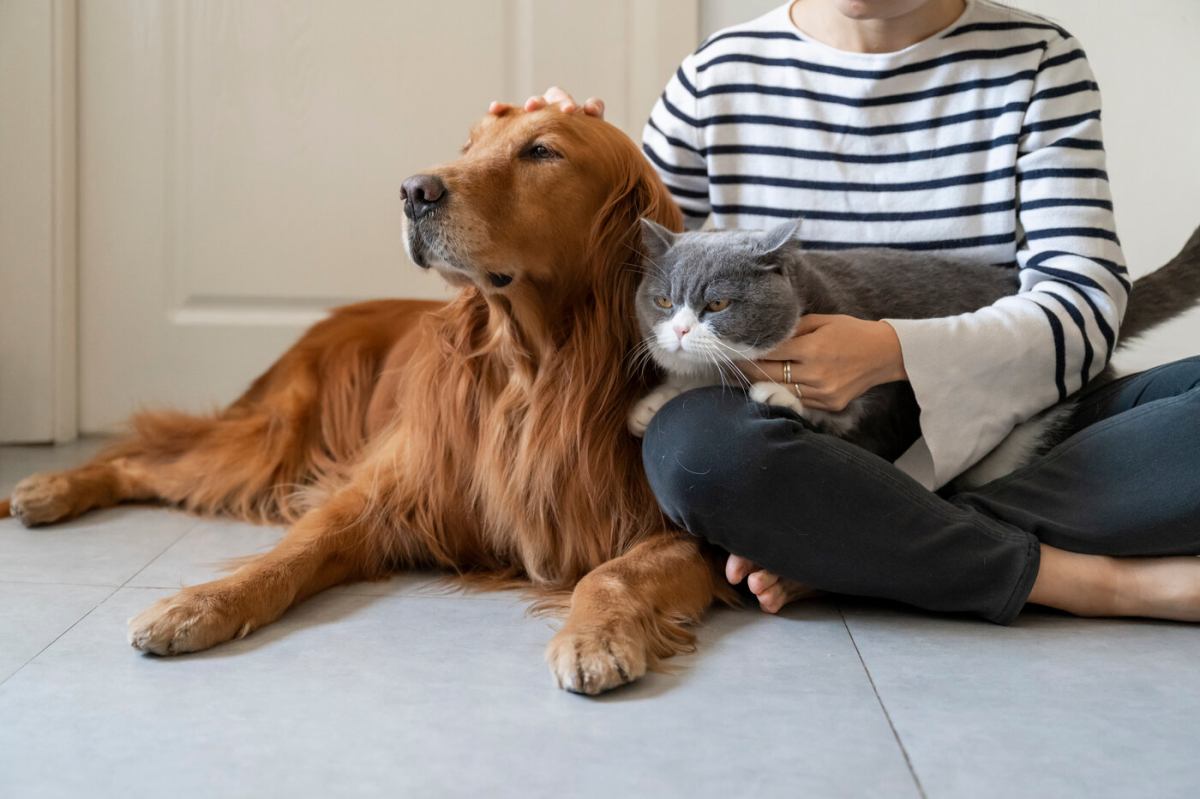 Imagen ilustrativa que explora el concepto de los gatos que sienten celos hacia los perros.