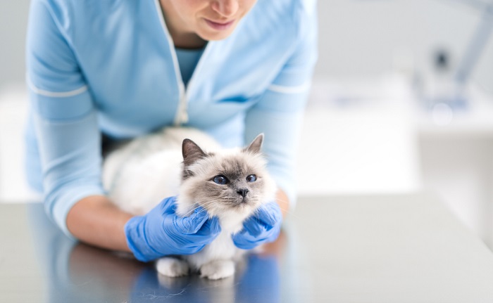 Una imagen que muestra a un dueño de gato preocupado conversando con un veterinario profesional. El veterinario escucha atentamente mientras el dueño habla sobre el bienestar de su gato, lo que ilustra la importancia de buscar asesoramiento y atención de expertos cuando sea necesario.