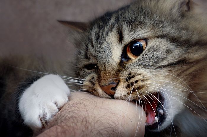 Imagen que ilustra consejos para prevenir mordeduras de gato durante las caricias, incluida la lectura del lenguaje corporal felino, el tacto respetuoso y el reconocimiento de signos de incomodidad.