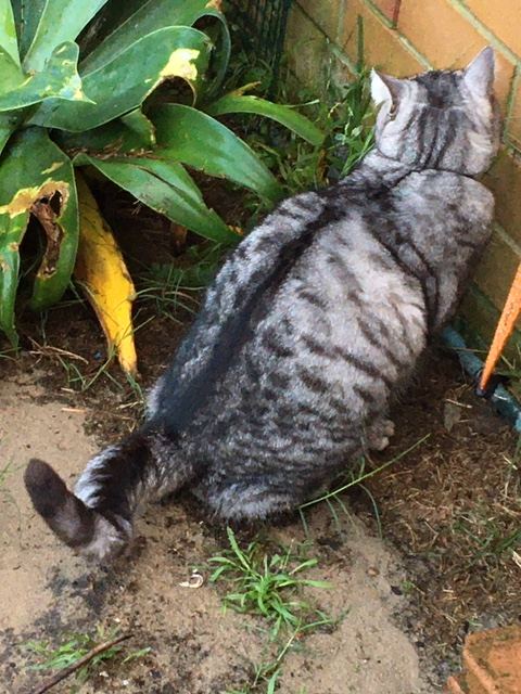 Gato llamado Jimmy orinando al aire libre