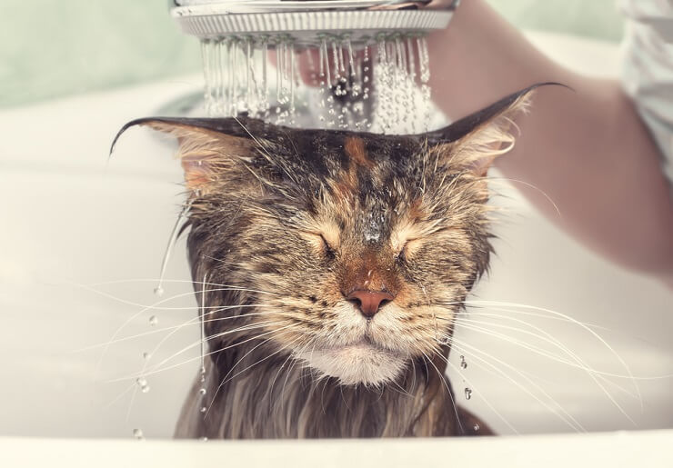 Imagen de un gato Maine Coon, una de las razas de gatos domésticos más grandes, sentado majestuosamente y mostrando su apariencia majestuosa.