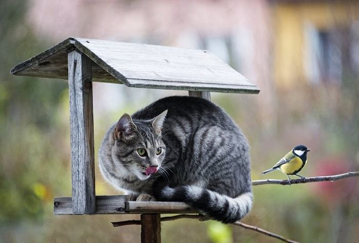 Imagen informativa que ilustra varios métodos que utilizan los gatos para cazar.