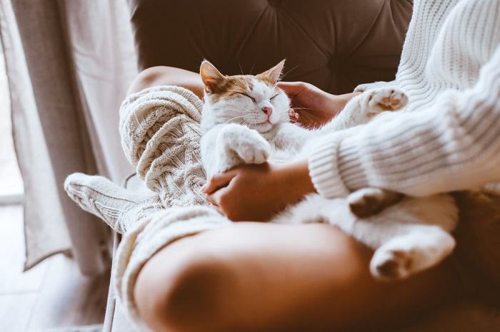 Un gato se acurrucó pacíficamente en las piernas de una persona, encontrando consuelo y calidez en el cómodo abrazo mientras dormía.