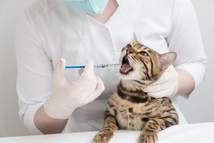 Administrar medicamentos por vía oral a un gato mediante una jeringa para demostrar un cuidado responsable de las mascotas.