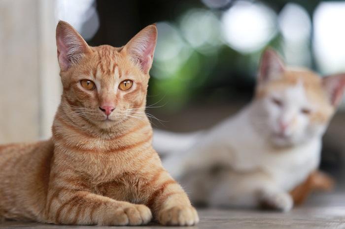 Imagen que enfatiza la importancia de leer el lenguaje corporal de un gato.