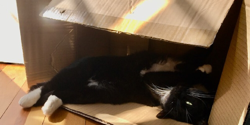 Serafina tomando el sol dentro de una caja de cartón