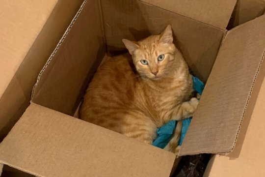 ¿Por qué a los gatos les gustan tanto las cajas? Las 8 razones principales