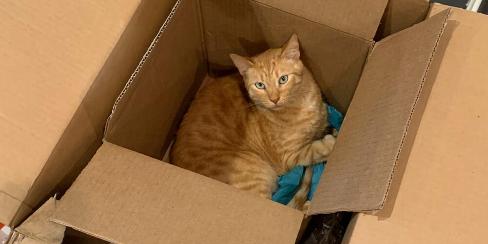 Un gato llamado Solj encuentra consuelo y relajación dentro de dos cajas de cartón apiladas.