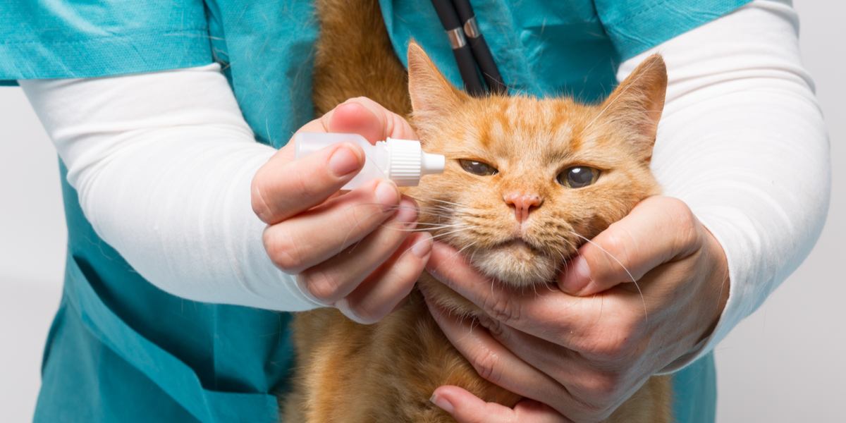 obramicina para gatos, un medicamento utilizado para tratar diversas condiciones de salud felina, enfatizando la importancia de la atención veterinaria y los medicamentos recetados.